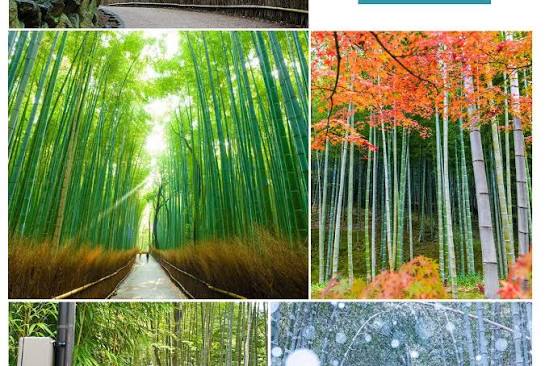 Kyoto Sanzen-in, Arashiyama and Bamboo Grove Full Day Tour