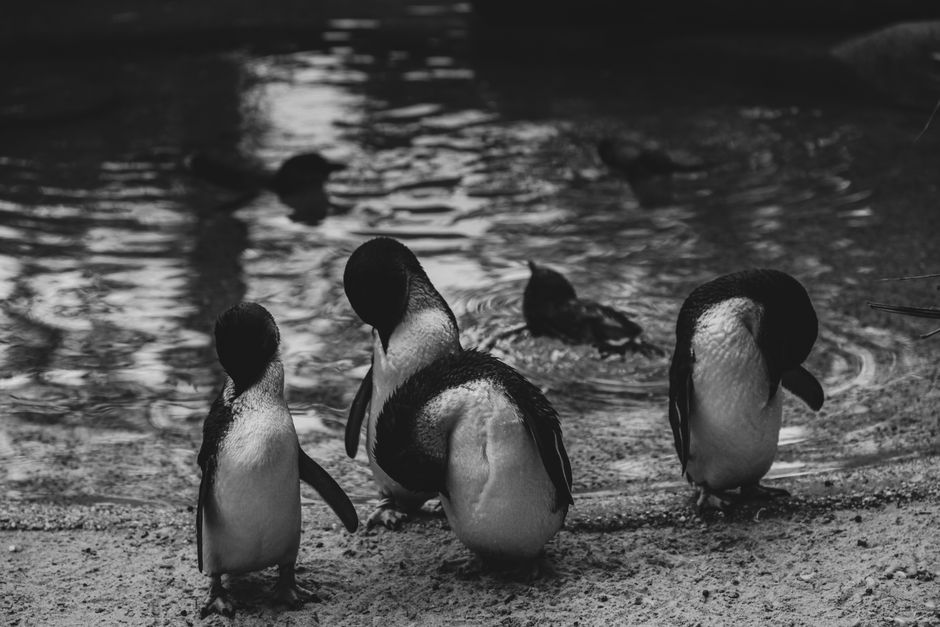 Phillip Island Penguin Parade small-group tour