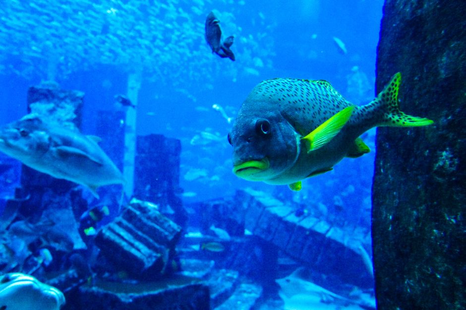 Maritime museum and aquarium with transfer